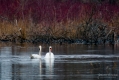 005_Biebrza - kwiecien 2011